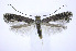  (Parornix vicinella - jflandry0190)  @14 [ ] Copyright (2007) Unspecified Canadian National Collection