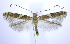  (Caloptilia ostryaeella - jflandry0216)  @15 [ ] Copyright (2007) Unspecified Canadian National Collection