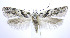  ( - jflandry0078)  @13 [ ] Copyright (2007) Unspecified Canadian National Collection