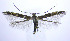  (Cosmopterix pulchrimella - jflandry0199)  @14 [ ] CreativeCommons - Attribution (2010) Unspecified Centre for Biodiversity Genomics