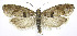  (Pseudexentera oregonana - jflandry0162)  @15 [ ] CreativeCommons - Attribution (2010) Unspecified Centre for Biodiversity Genomics