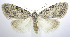  (Nola ovilla - jflandry0308)  @14 [ ] Copyright (2007) Unspecified Canadian National Collection