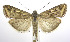  (Loxostege cereralis - jflandry0318)  @15 [ ] CreativeCommons - Attribution (2010) Unspecified Centre for Biodiversity Genomics