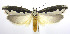  (Ethmia bipunctella - jflandry0309)  @15 [ ] Copyright (2007) Unspecified Canadian National Collection