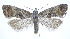  (Cochylichroa temerana - jflandry0255)  @15 [ ] CreativeCommons - Attribution (2010) Unspecified Centre for Biodiversity Genomics