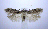  (Pseudotelphusa fuscopunctella - jflandry0522)  @13 [ ] CreativeCommons - Attribution (2010) Unspecified Centre for Biodiversity Genomics