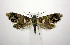  (Glyphipterix circumscriptella - jflandry0932)  @14 [ ] CreativeCommons - Attribution (2010) Unspecified Centre for Biodiversity Genomics