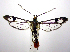  (Synanthedon acerrubri - jflandry0738)  @15 [ ] Copyright (2007) Unspecified Canadian National Collection