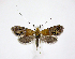  ( - jflandry0690)  @13 [ ] Copyright (2007) Unspecified Canadian National Collection