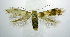  (Bucculatrix polytita - jflandry0899)  @14 [ ] Copyright (2007) Unspecified Canadian National Collection