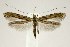  (Caloptilia strictella - jflandry0076)  @14 [ ] CreativeCommons - Attribution (2010) Unspecified Centre for Biodiversity Genomics