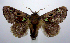  ( - jflandry1083)  @14 [ ] Copyright (2007) Unspecified Canadian National Collection