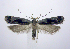 (Dichomeris ochripalpella - jflandry0992)  @14 [ ] CreativeCommons - Attribution (2010) Unspecified Centre for Biodiversity Genomics