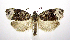  ( - jflandry1097)  @14 [ ] CreativeCommons - Attribution (2010) Unspecified Centre for Biodiversity Genomics