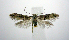  ( - jflandry0960)  @14 [ ] CreativeCommons - Attribution (2010) Unspecified Centre for Biodiversity Genomics