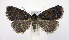  ( - jflandry1061)  @13 [ ] Copyright (2007) Unspecified Canadian National Collection