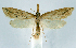  (Donacaula amblyptepennis - jflandry1206)  @15 [ ] CreativeCommons - Attribution (2010) Unspecified Centre for Biodiversity Genomics
