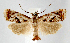  (Microcrambus elegans PS1 - jflandry1218)  @14 [ ] CreativeCommons - Attribution (2010) Unspecified Centre for Biodiversity Genomics