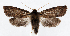  ( - jflandry1243)  @13 [ ] Copyright (2007) Unspecified Canadian National Collection