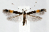  (Cosmopterix clemensella - jflandry1269)  @14 [ ] CreativeCommons - Attribution (2010) Unspecified Centre for Biodiversity Genomics