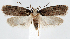  (Depressaria alienella - jflandry1293)  @15 [ ] Copyright (2007) Unspecified Canadian National Collection