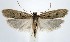  (Glyphidocera septentrionella - jflandry1493)  @15 [ ] CreativeCommons - Attribution (2010) Unspecified Centre for Biodiversity Genomics