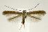  (Caloptilia hypericella - jflandry2334)  @14 [ ] Copyright (2007) Unspecified Canadian National Collection