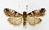  (Acrobasis amplexella - jflandry2898)  @14 [ ] Copyright (2007) Unspecified Canadian National Collection
