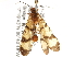  ( - BIOUG35303-C06)  @11 [ ] CreativeCommons - Attribution (2017) Unspecified Centre for Biodiversity Genomics