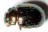  (Chrysolina americana - MIS_LEM_MS_0000123)  @13 [ ] Unspecified (default): All Rights Reserved  Unspecified Unspecified