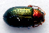  (Crepidodera aurata - MIS_LEM_MS_0000298)  @14 [ ] Unspecified (default): All Rights Reserved  Unspecified Unspecified