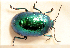  (Chrysolina viridana - MIS_LEM_MS_0000536)  @14 [ ] Unspecified (default): All Rights Reserved  Unspecified Unspecified