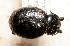  (Timarcha latipes - MIS_LEM_MS_0000676)  @11 [ ] Unspecified (default): All Rights Reserved  Unspecified Unspecified