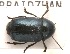  (Cryptocephalus duplicatus - MIS_LEM_MS_0000947)  @13 [ ] Unspecified (default): All Rights Reserved  Unspecified Unspecified