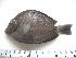  (Acanthurus chirurgus - ECO-CH-P5515A)  @14 [ ] Unspecified (default): All Rights Reserved  Unspecified Unspecified