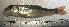  (Moxostoma albidum - MX008C)  @13 [ ] Unspecified (default): All Rights Reserved  Unspecified Unspecified
