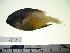  (Stegastes partitus - MX108)  @14 [ ] Unspecified (default): All Rights Reserved  Unspecified Unspecified