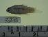  (Cyprinodon artifrons - MX238)  @14 [ ] Unspecified (default): All Rights Reserved  Unspecified Unspecified