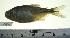  (Astyanax mexicanus - MX269)  @14 [ ] Unspecified (default): All Rights Reserved  Unspecified Unspecified