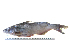  ( - MX695)  @13 [ ] Unspecified (default): All Rights Reserved  Unspecified Unspecified