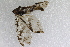  (Neochauliodes sinensis - 11CAUMAG0133)  @13 [ ] CreativeCommons - Attribution Non-Commercial  China Agricutural University Unspecified