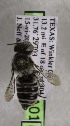  (Megachile chomskyi - CCDB-03768 A01)  @13 [ ] CreativeCommons - Attribution Non-Commercial Share-Alike (2010) Unspecified York University