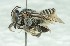  ( - CCDB-49424_A09)  @11 [ ] by  Cory Sheffield Royal Saskatchewan Museum