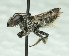  ( - CCDB-49424_B12)  @11 [ ] by  Cory Sheffield Royal Saskatchewan Museum