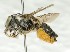  (Megachile crandalli - CCDB-49424_F08)  @11 [ ] by  Cory Sheffield Royal Saskatchewan Museum