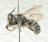  (Megachile pseudolegalis - CCDB-49424_F09)  @11 [ ] by  Cory Sheffield Royal Saskatchewan Museum