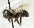  (Megachile oslari - CCDB-49424_H11)  @11 [ ] by  Cory Sheffield Royal Saskatchewan Museum
