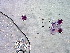  (Melampsora paradoxa - 1231MRP-SAE-LVI.1)  @11 [ ] Copyright (2009) Unspecified Natural Resources Canada