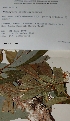  (Melampsora abietis-capraearum - 1266MET-SA-MA.1)  @11 [ ] Copyright (2009) Unspecified Natural Resources Canada