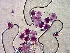  ( - 1273MEP-SAY-USA.1)  @11 [ ] Copyright (2009) Unspecified Natural Resources Canada